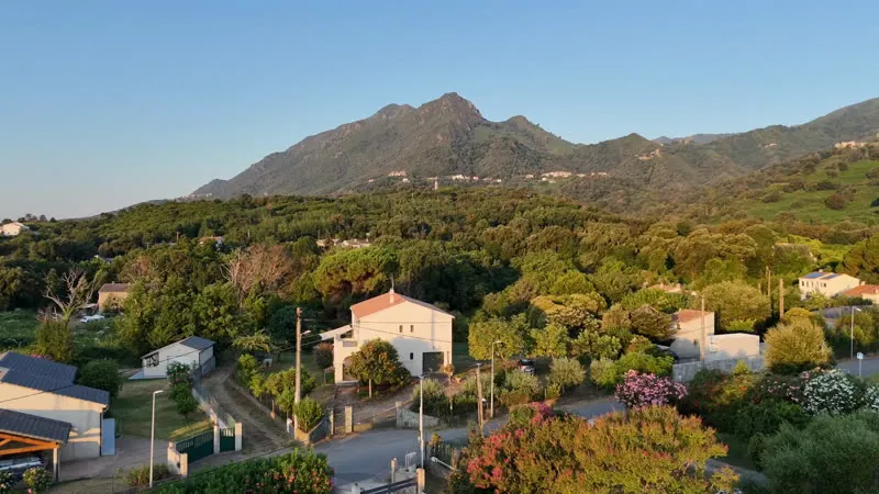 Le maquis doré au pied de la montagne